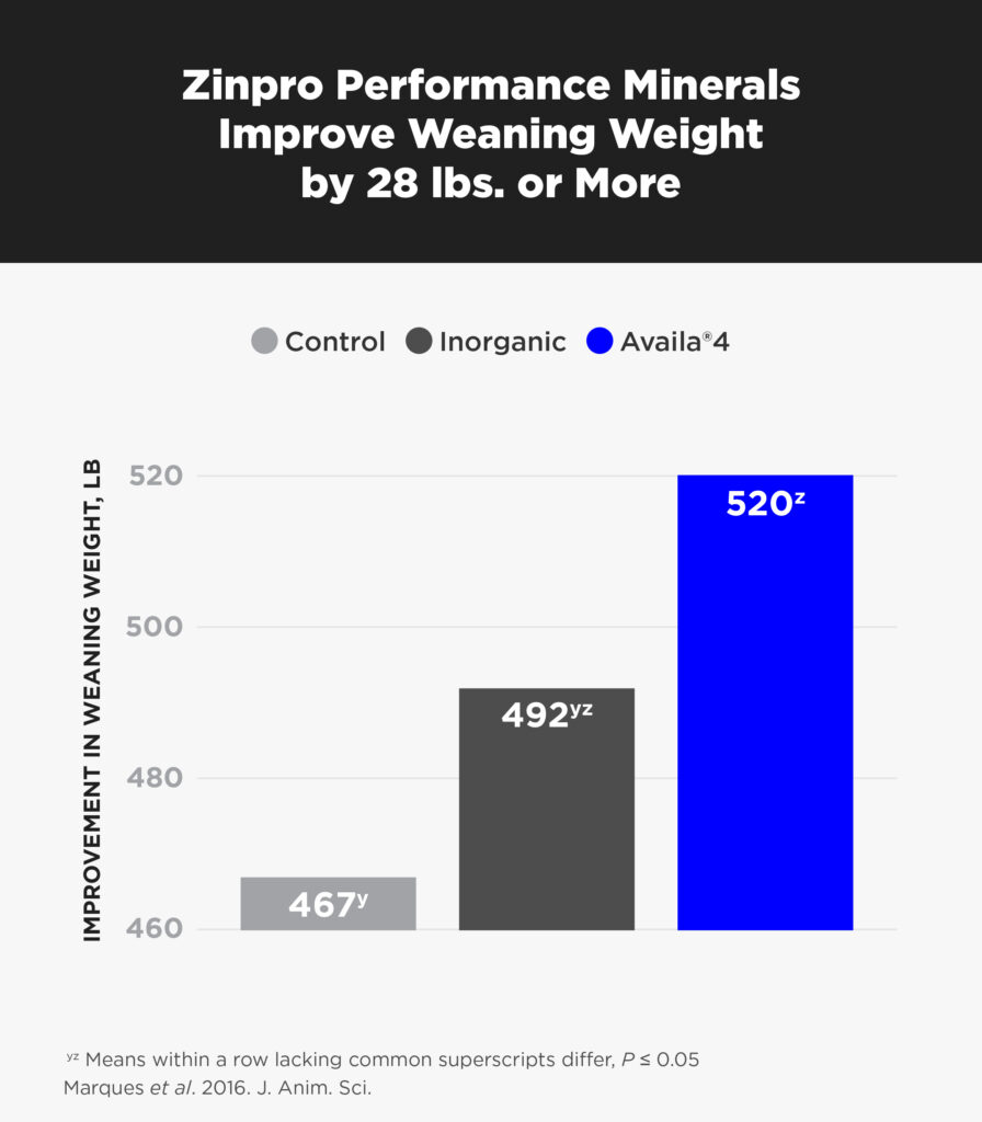 Trace Minerals Can Counter Reproductive Problems in Swine – Zinpro®