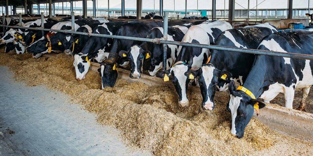 Source Matters: Manganese Supplementation Impacts Dairy Cow Performance ...