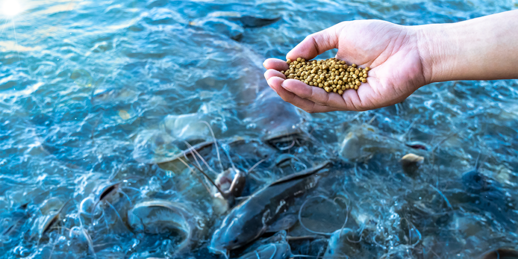 Zinpro Improves Your Organic Trace Mineral Nutrition in Aquaculture ...