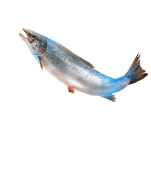 Salmon