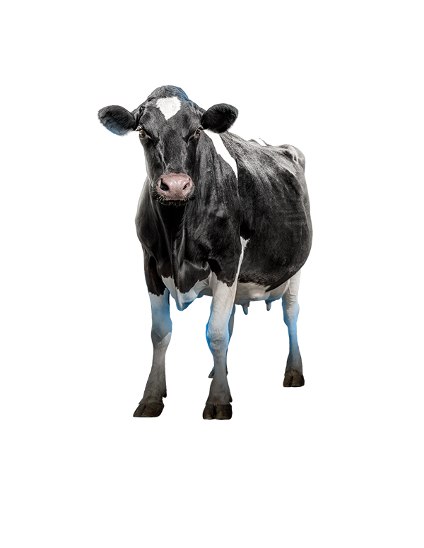 Dairy Cow